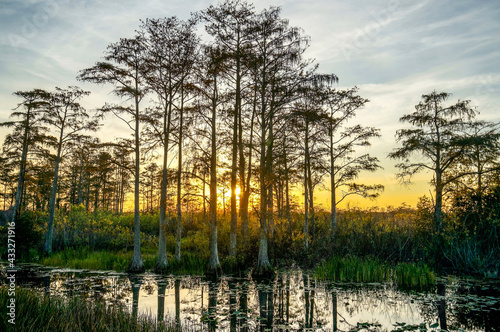 Sun shining through the cypress swamp at dawn.