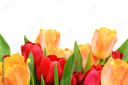 Bouquet of yellow and red tulips isolated on white background. Spring and summer backdrop. Mother s day  Easter and seasonal holiday