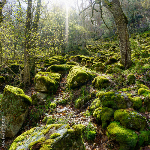 Enchanted forest of large stones covered with moss and rays of sunlight entering between the trees. Madrid Navacerrada.