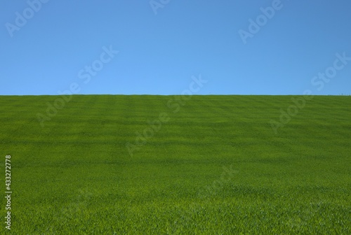 landscape with a green wheat field and blue sky