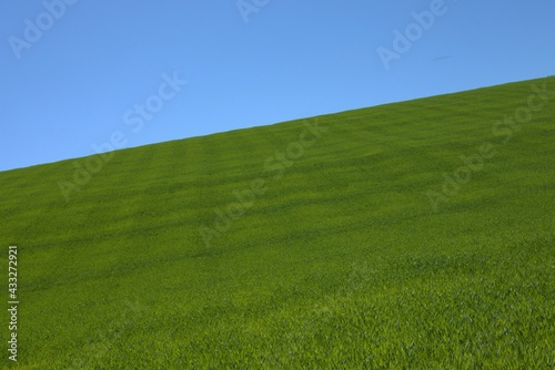 a crop of green wheat on the hill
