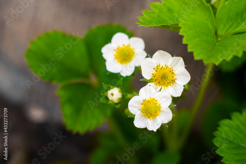 Strawberry flowers in a garden