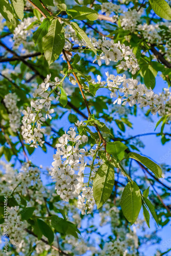 blooming tree in spring