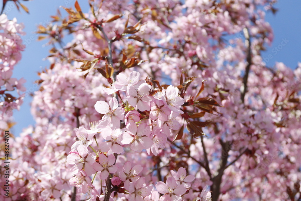 Obraz premium Сherry blossom