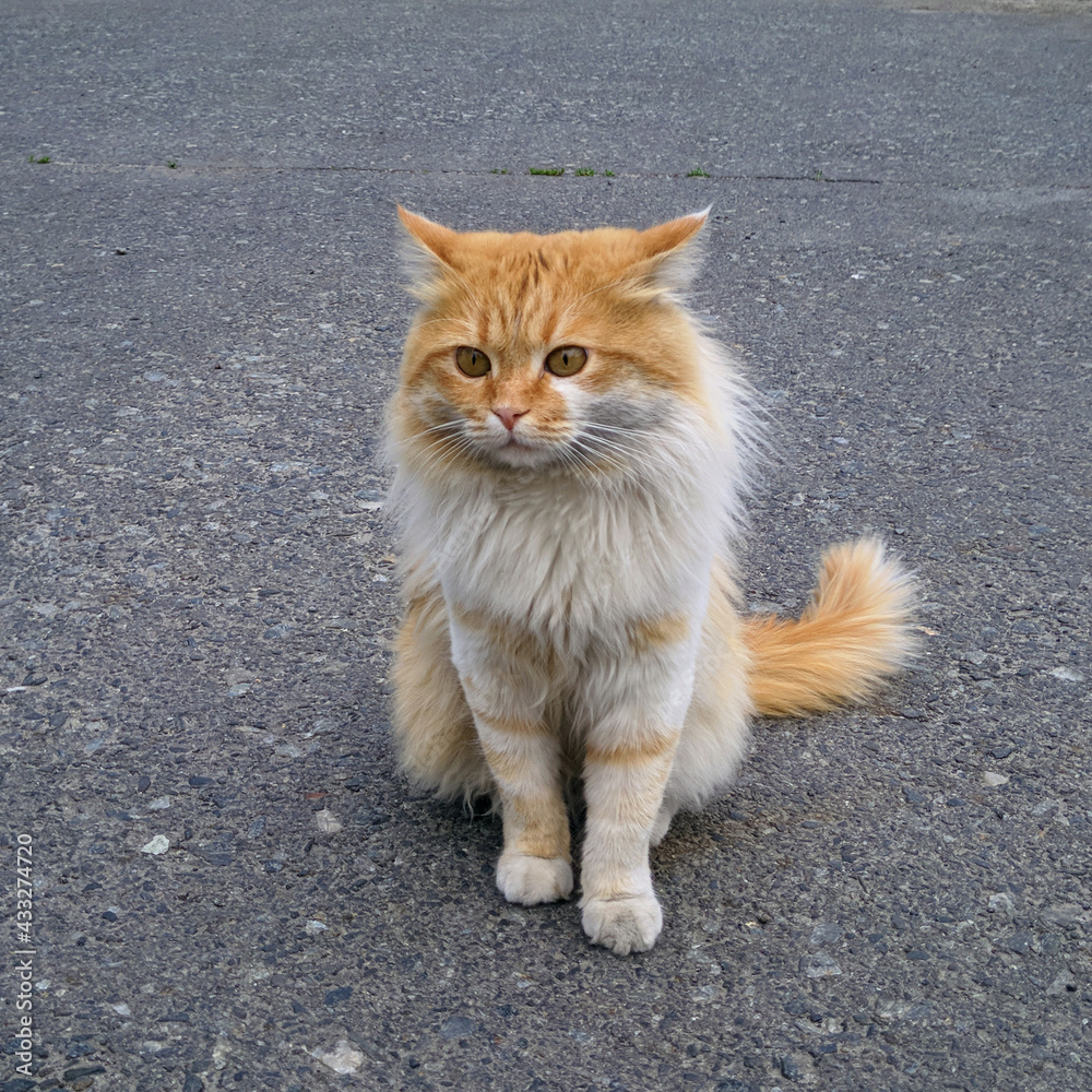 Fototapeta premium Ginger white mustachioed cat close up