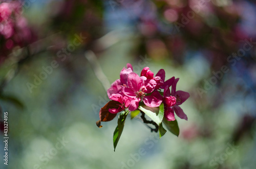 blooming paradise apple tree - red flowers and leaves of the paradise apple trees © maria