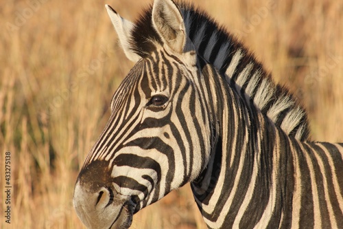 Zebra in South African national park.