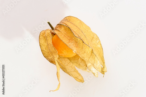 yellow physalis berry close up on white background