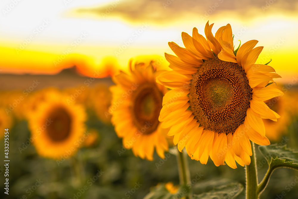 Fototapeta premium Sunflowers