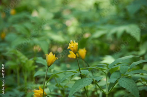 Stock photography spring forest. A glade of yellow forest tulips