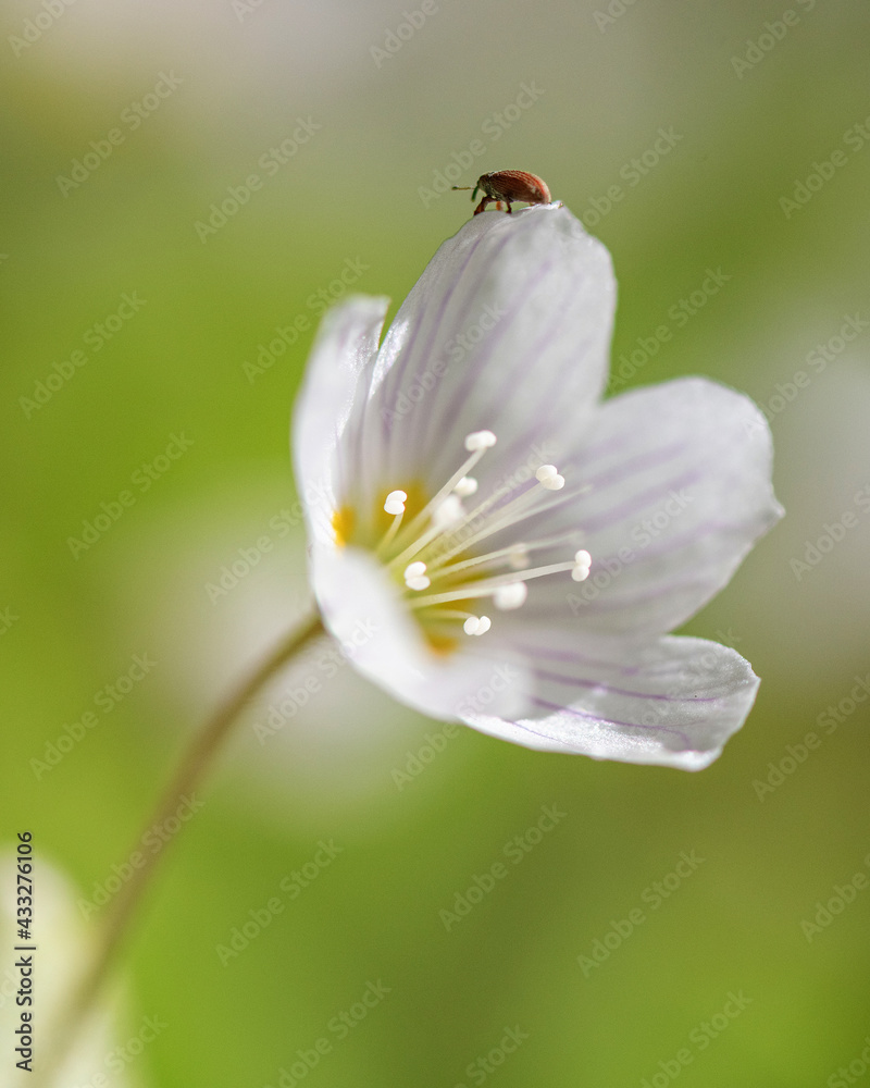 Flowers of wild strawberry on a sunny day, close up