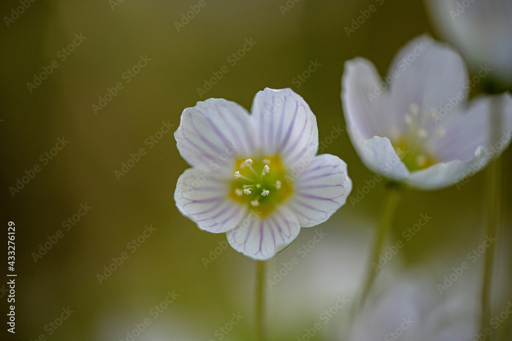 Flowers of wild strawberry on a sunny day, close up Flowers of wild strawberry on a sunny day, close up