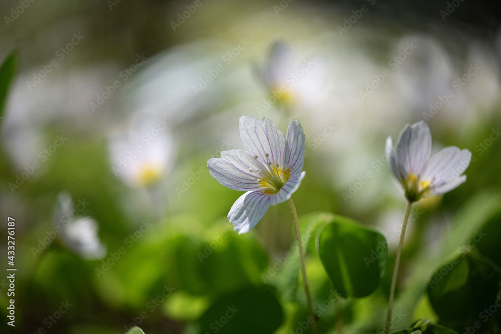 Flowers of wild strawberry on a sunny day, close up