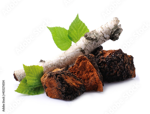 Chaga mushroom pieces with birch leaves