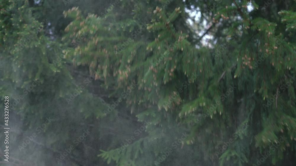 Pollen falls from the green branch of the spruce. Woman's hand pulls a branch of a coniferous tree Pollen falls from the green branch of the spruce. Woman's hand pulls a branch of a coniferous tree