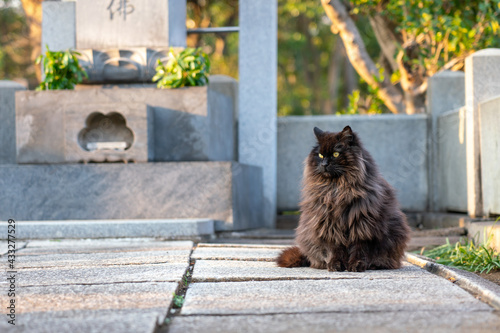 Black Cat Sitting in Cemetary