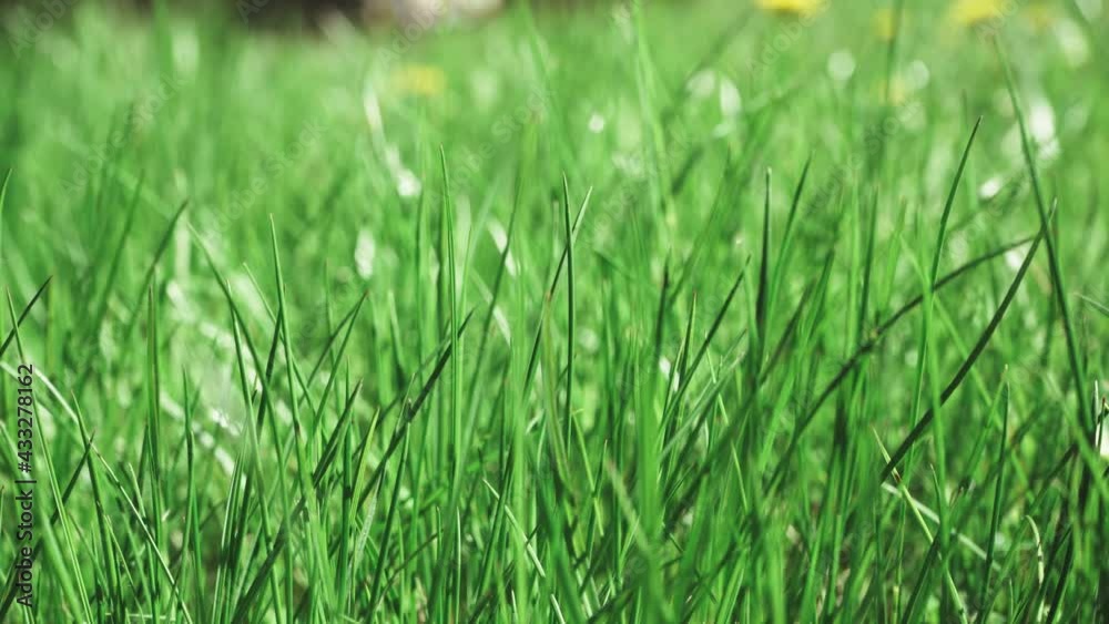 fresh vibrant green grass close up blowing in the wind, summer grass with sunlight in clear weather. fresh vibrant green grass close up blowing in the wind, summer grass with sunlight in clear weather.