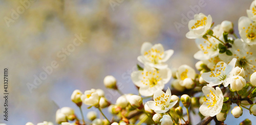  Flowering cherry branches on a blue clear sky background with copy space: spring time concept. Blooming cherry tree flowers. Birthday, Women Day, Easter background, spring forward. Blurred effect.