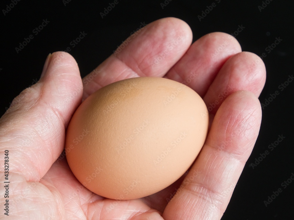 Hand holding a freshly laid hen egg Hand holding a freshly laid hen egg
