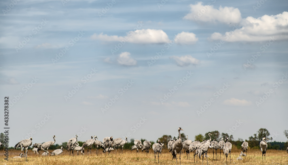 A flock of common cranes (Grus grus) in the Hortobágy National Park in Hungary