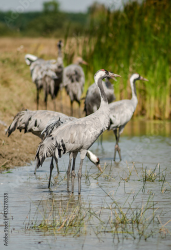 A flock of common cranes (Grus grus) drinking in the Hortobágy National Park in Hungary © firesalamander