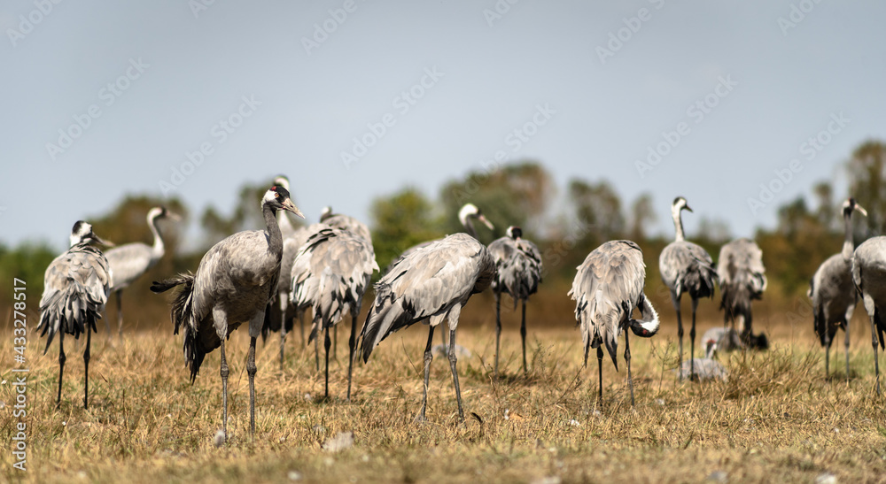 Fototapeta premium A flock of common cranes (Grus grus) in the Hortobágy National Park in Hungary
