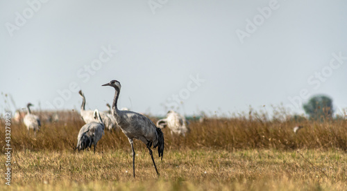 A flock of common cranes (Grus grus) in the Hortobágy National Park in Hungary 