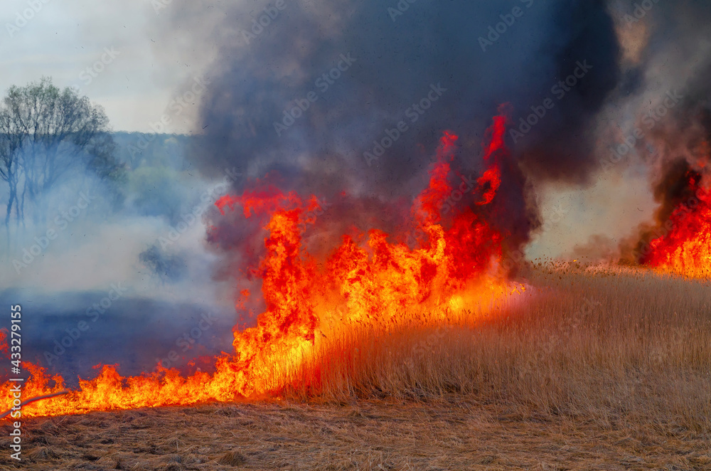 Burning dry grass, reed along lake. Grass is burning in meadow. Ecological catastrophy. Fire and smoke
