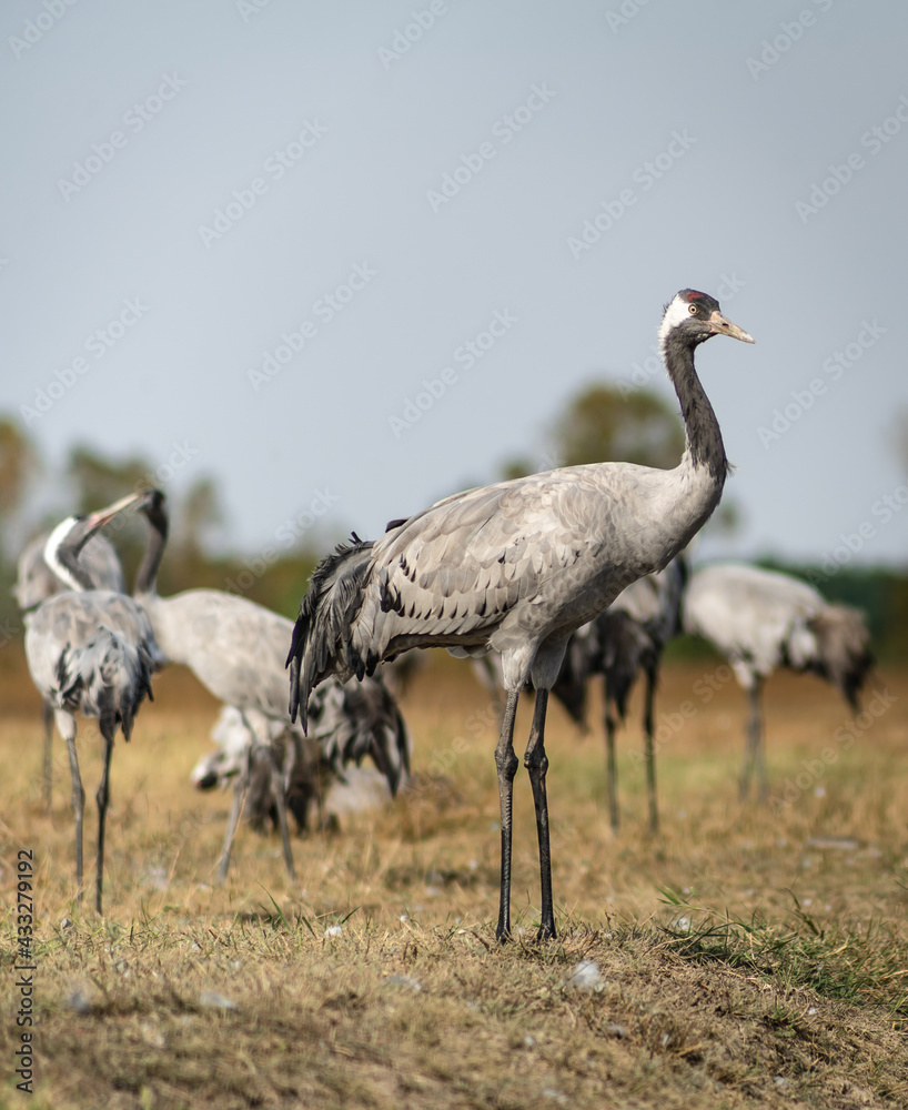 A flock of common cranes (Grus grus) in the Hortobágy National Park in Hungary A flock of common cranes (Grus grus) in the Hortobágy National Park in Hungary
