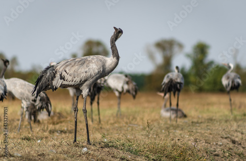 A flock of common cranes (Grus grus) in the Hortobágy National Park in Hungary	