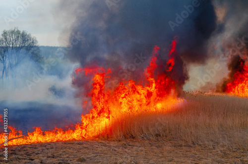 Canvas Print Burning dry grass, reed along lake