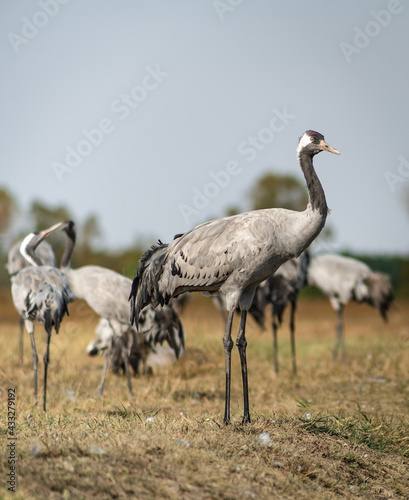 A flock of common cranes (Grus grus) in the Hortobágy National Park in Hungary 