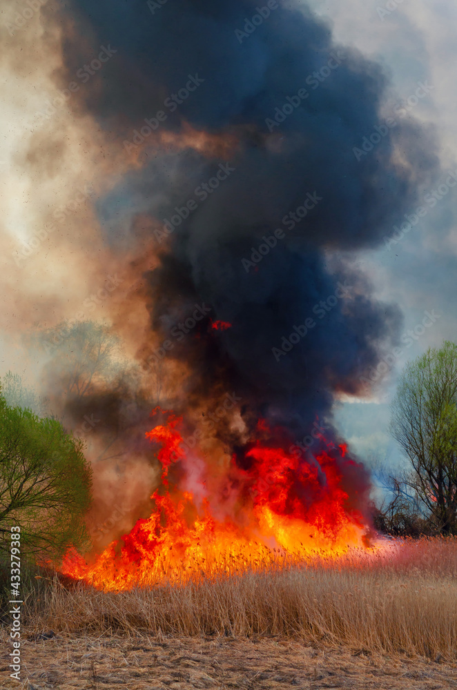 Fire, strong smoke. Burning reed in the swamp. Natural disaster