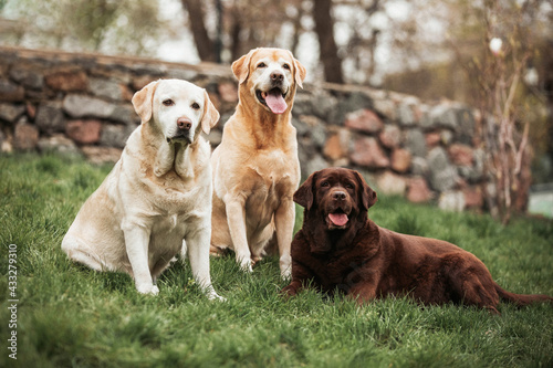 three dogs labradors on the grass 