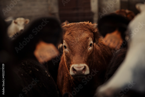 Cute calf in corral on farm