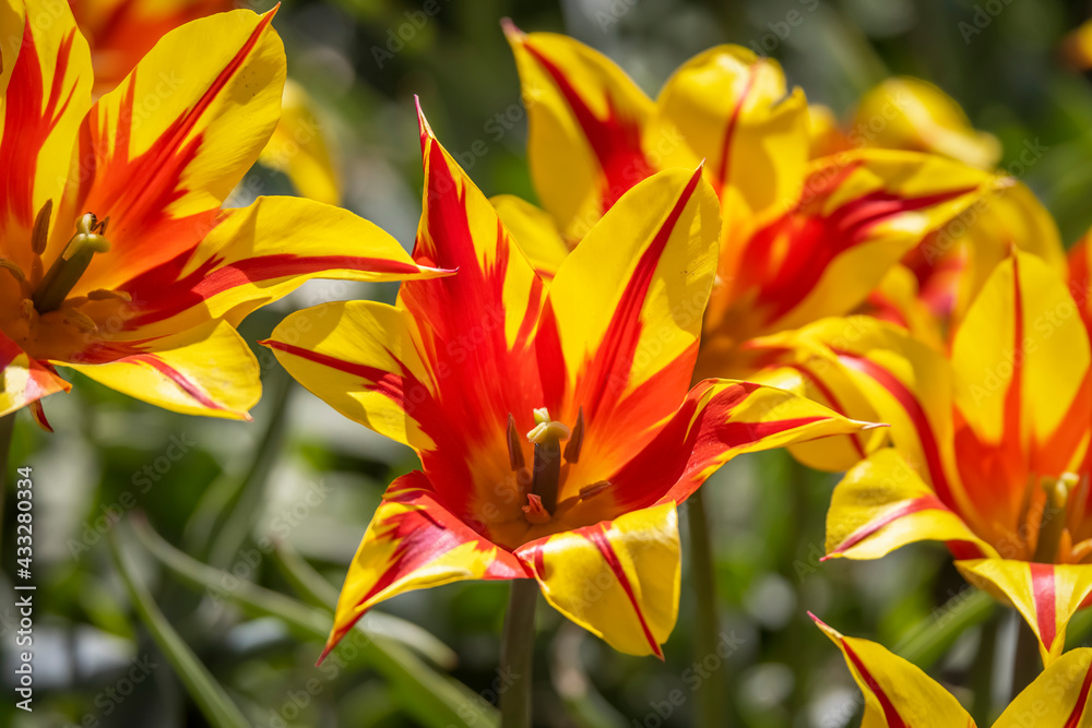 Red and yellow striped Tulip flower Red and yellow striped Tulip flower