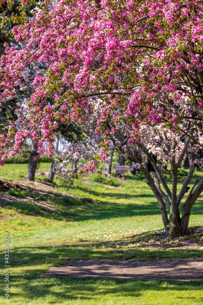 Colorful tree with full of spring bloom in the park