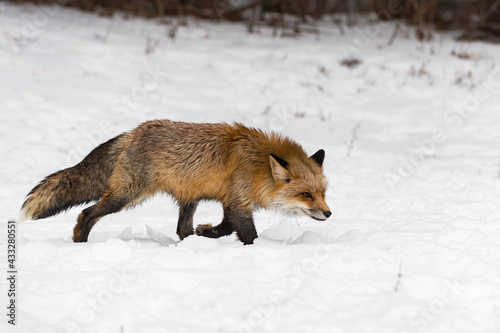 Red Fox (Vulpes vulpes) Runs Right Through Snow