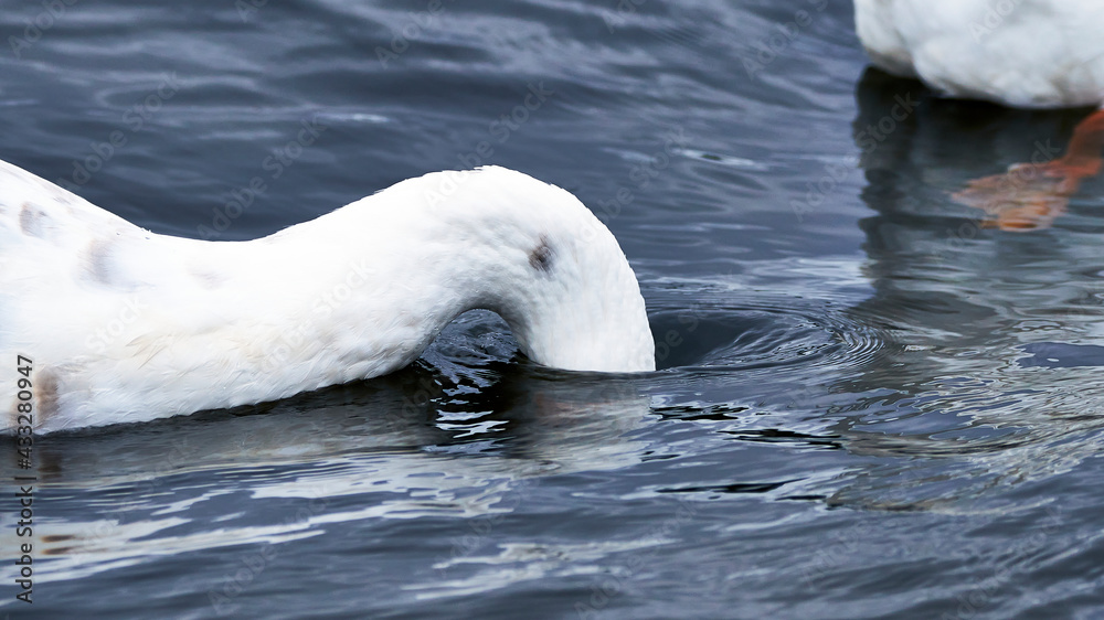 Obraz premium white swan on the water