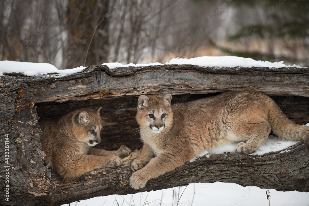 Female Cougars (Puma concolor) Together Inside Hollow Log Winter Female Cougars (Puma concolor) Together Inside Hollow Log Winter