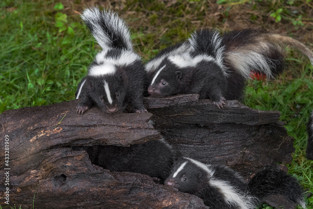 Striped Skunk (Mephitis mephitis) Kits Gather on Log Summer Striped Skunk (Mephitis mephitis) Kits Gather on Log Summer