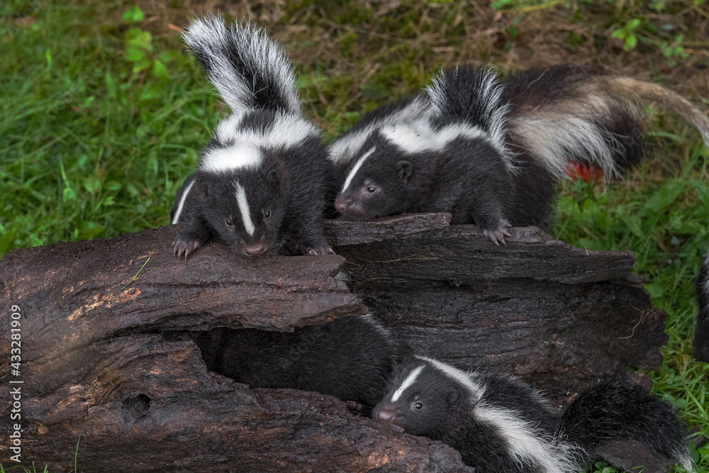 Striped Skunk (Mephitis mephitis) Kits Gather on Log Summer