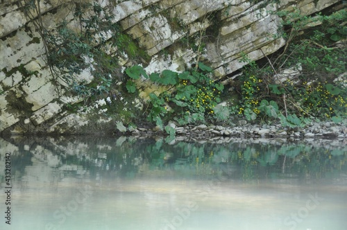 ducks on the water