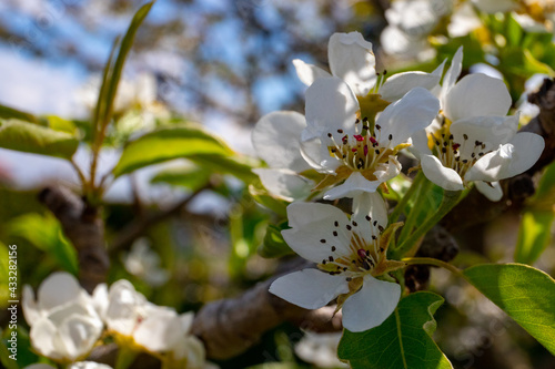 Blooming pear branch in the blooming spring garden