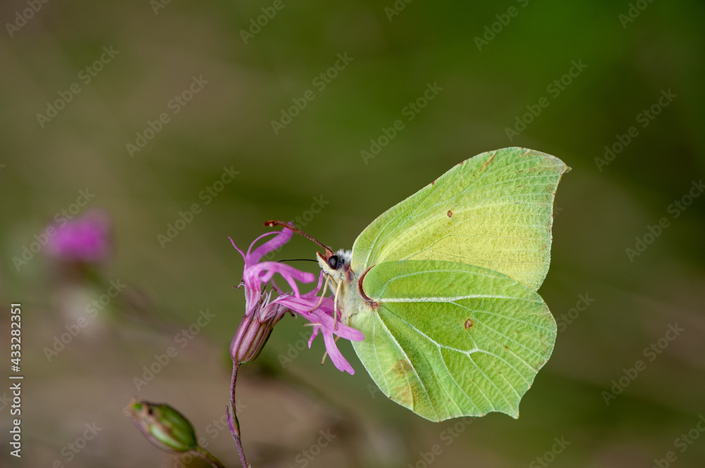 little green butterfly perched on branch little green butterfly perched on branch