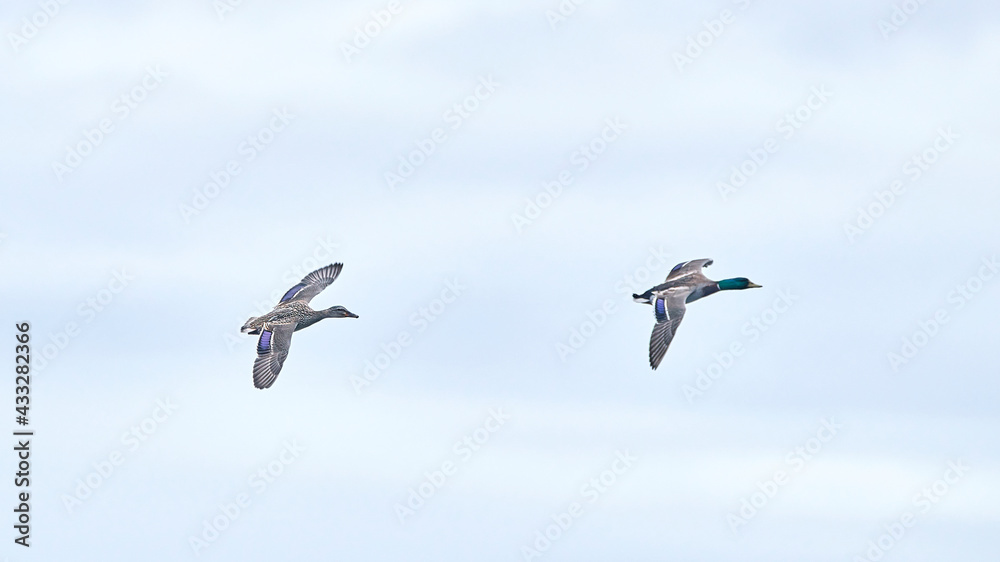 Obraz premium duck flying