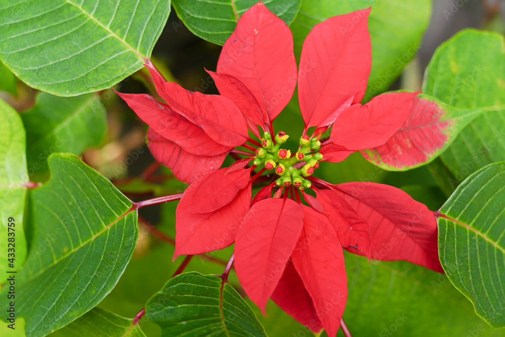 Christmas flowers, and green leaf background. Christmas flowers, and green leaf background.