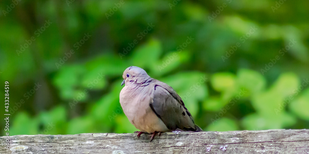 Bird sitting on a wooden bench