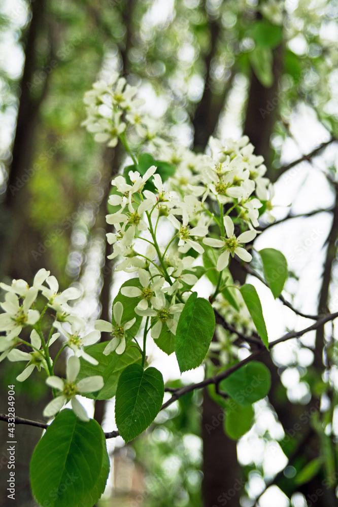 Blossoming on a cloudy May day Blossoming on a cloudy May day