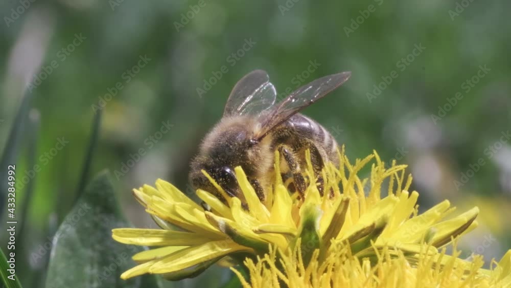 Slow motion of honey bee busy collecting pollen from dandelion. flower in spring field Slow motion of honey bee busy collecting pollen from dandelion. flower in spring field